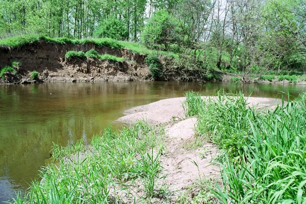 Přibice, meandry Jihlavy, 12.5.2005
Bedřichův les. Štěrkové a písčité náplavy na březích Jihlavy. 
Mots-clés: Přibice Bedřichův les Jihlava Negastrius pulchellus sabulicola Zorochros dermestoides quadriguttatus