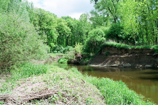 Přibice, meandry Jihlavy, 12.5.2005
Bedřichův les. Štěrkové a písčité náplavy na březích Jihlavy. 
Schlüsselwörter: Přibice Bedřichův les Jihlava Negastrius pulchellus sabulicola Zorochros dermestoides quadriguttatus