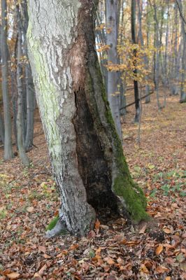 Slovenská Lupča, 27.10.2010
Príboj - biotop kovaříka Ischnodes sanguinicollis.
Klíčová slova: Slovenská Lupča Príboj Ischnodes sanguinicollis