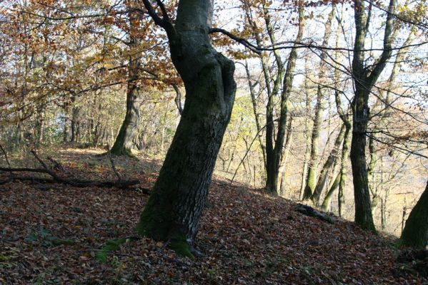 Slovenská Lupča, 27.10.2010
Príboj.
Mots-clés: Slovenská Lupča Príboj Ischnodes sanguinicollis