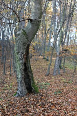 Slovenská Lupča, 27.10.2010
Príboj - biotop kovaříka Ischnodes sanguinicollis.
Mots-clés: Slovenská Lupča Príboj Ischnodes sanguinicollis