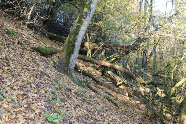 Slovenská Lupča, 27.10.2010
Príboj.
Klíčová slova: Slovenská Lupča Príboj