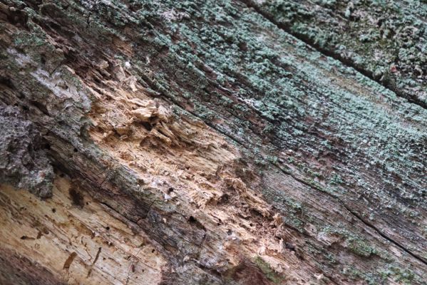 Nové Mlýny, Křivé jezero, 27.10.2019
Lužní les. Mrtvé dřevo dubu - biotop kovaříka Hypoganus inunctus.
Keywords: Přítluky Nové Mlýny Křivé jezero Hypoganus inunctus