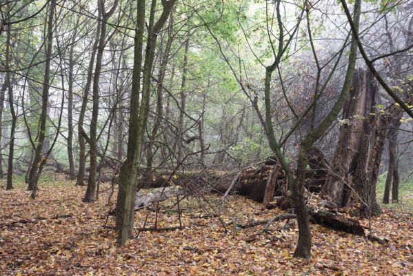 Nové Mlýny, Křivé jezero, 27.10.2019
Lužní les.
Schlüsselwörter: Přítluky Nové Mlýny Křivé jezero