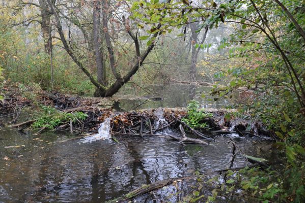 Nové Mlýny, Křivé jezero, 27.10.2019
Lužní les - hráz pro bobry.
Schlüsselwörter: Přítluky Nové Mlýny Křivé jezero