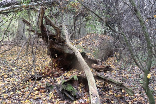 Nové Mlýny, Křivé jezero, 27.10.2019
Lužní les.
Klíčová slova: Přítluky Nové Mlýny Křivé jezero