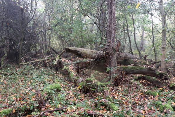 Nové Mlýny, Křivé jezero, 27.10.2019
Lužní les.
Schlüsselwörter: Přítluky Nové Mlýny Křivé jezero