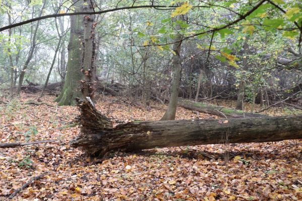 Nové Mlýny, Křivé jezero, 27.10.2019
Lužní les.
Mots-clés: Přítluky Nové Mlýny Křivé jezero