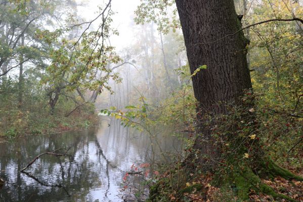 Nové Mlýny, Křivé jezero, 27.10.2019
Lužní les.
Keywords: Přítluky Nové Mlýny Křivé jezero