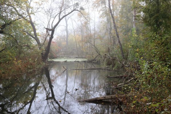 Nové Mlýny, Křivé jezero, 27.10.2019
Lužní les.
Mots-clés: Přítluky Nové Mlýny Křivé jezero