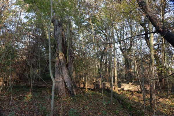 Nové Mlýny, Křivé jezero, 27.10.2019
Les u břehu Dyje.
Keywords: Přítluky Nové Mlýny Křivé jezero