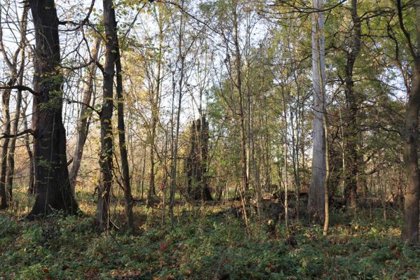 Nové Mlýny, Křivé jezero, 27.10.2019
Les u břehu Dyje.
Schlüsselwörter: Přítluky Nové Mlýny Křivé jezero