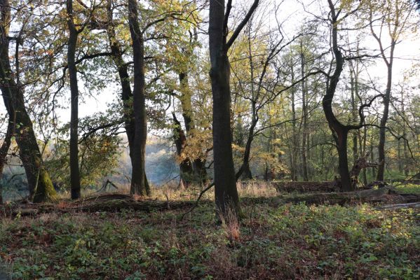 Nové Mlýny, Křivé jezero, 27.10.2019
Les u břehu Dyje.
Schlüsselwörter: Přítluky Nové Mlýny Křivé jezero