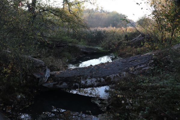 Nové Mlýny, Křivé jezero, 27.10.2019
Odvodňovací kanál u Dyje.
Klíčová slova: Přítluky Nové Mlýny Křivé jezero