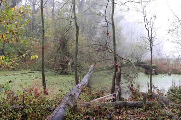 Nové Mlýny, Křivé jezero, 27.10.2019
Lužní les.
Schlüsselwörter: Přítluky Nové Mlýny Křivé jezero