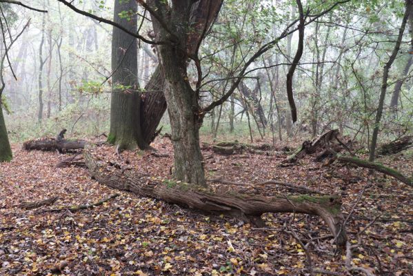 Nové Mlýny, Křivé jezero, 27.10.2019
Lužní les.
Schlüsselwörter: Přítluky Nové Mlýny Křivé jezero