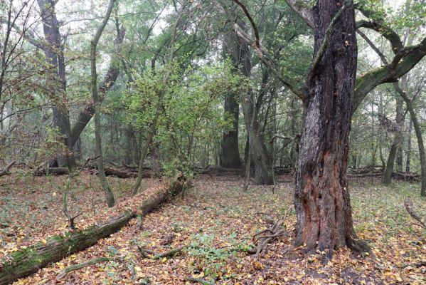 Nové Mlýny, Křivé jezero, 27.10.2019
Lužní les.
Schlüsselwörter: Přítluky Nové Mlýny Křivé jezero Brachygonus ruficeps