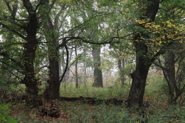 Nové Mlýny, Křivé jezero, 27.10.2019
Lužní les.
Klíčová slova: Přítluky Nové Mlýny Křivé jezero