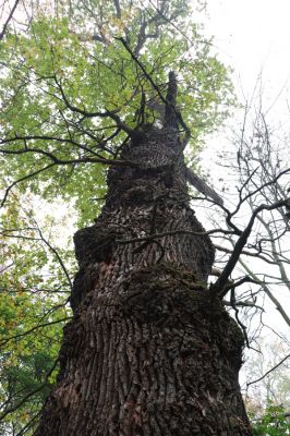 Nové Mlýny, Křivé jezero, 27.10.2019
Lužní les - starý dub.
Mots-clés: Přítluky Nové Mlýny Křivé jezero