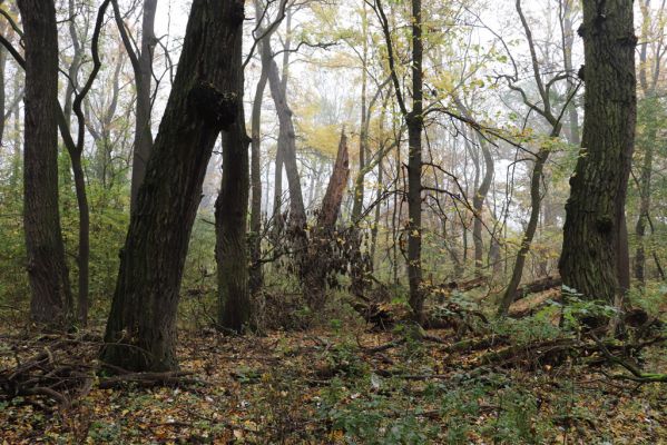 Nové Mlýny, Křivé jezero, 27.10.2019
Lužní les.
Mots-clés: Přítluky Nové Mlýny Křivé jezero