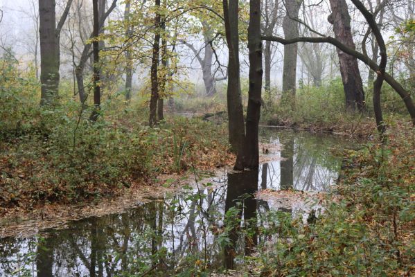 Nové Mlýny, Křivé jezero, 27.10.2019
Lužní les.
Keywords: Přítluky Nové Mlýny Křivé jezero