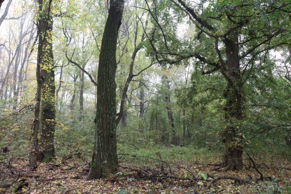 Nové Mlýny, Křivé jezero, 27.10.2019
Lužní les.
Klíčová slova: Přítluky Nové Mlýny Křivé jezero