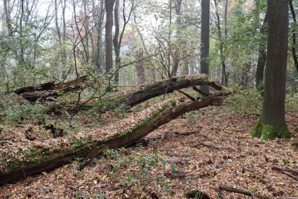 Nové Mlýny, Křivé jezero, 27.10.2019
Lužní les.
Klíčová slova: Přítluky Nové Mlýny Křivé jezero