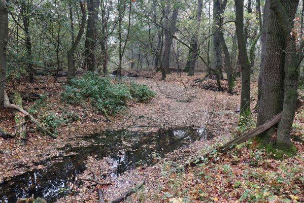 Nové Mlýny, Křivé jezero, 27.10.2019
Lužní les.
Mots-clés: Přítluky Nové Mlýny Křivé jezero