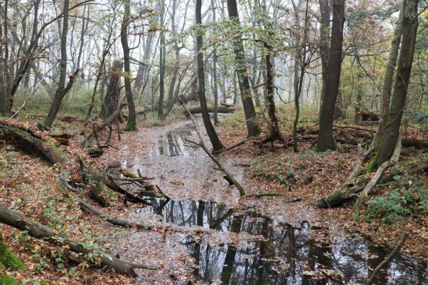 Nové Mlýny, Křivé jezero, 27.10.2019
Lužní les.
Klíčová slova: Přítluky Nové Mlýny Křivé jezero