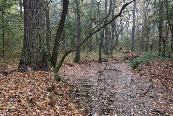 Nové Mlýny, Křivé jezero, 27.10.2019
Lužní les.
Keywords: Přítluky Nové Mlýny Křivé jezero