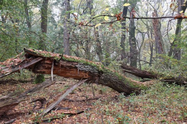 Nové Mlýny, Křivé jezero, 27.10.2019
Lužní les.
Keywords: Přítluky Nové Mlýny Křivé jezero