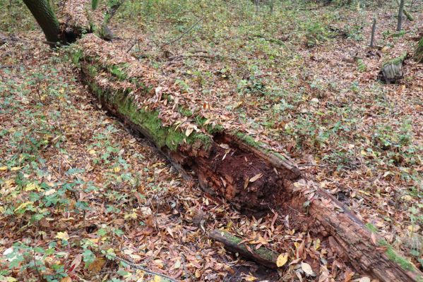 Nové Mlýny, Křivé jezero, 27.10.2019
Lužní les.
Klíčová slova: Přítluky Nové Mlýny Křivé jezero Gnorimus variabilis