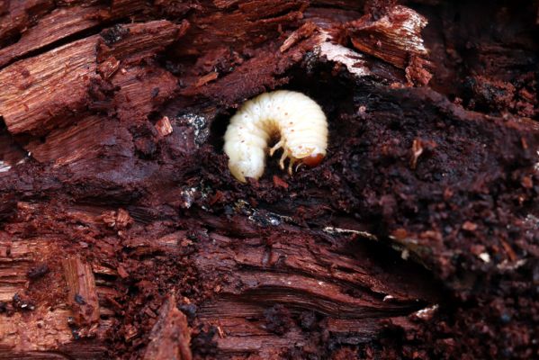 Nové Mlýny, Křivé jezero, 27.10.2019
Lužní les - larva Gnorimus variabilis v trouchnivém dřevě padlého kmene.
Schlüsselwörter: Přítluky Nové Mlýny Křivé jezero Gnorimus variabilis