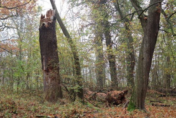 Nové Mlýny, Křivé jezero, 27.10.2019
Lužní les.
Mots-clés: Přítluky Nové Mlýny Křivé jezero