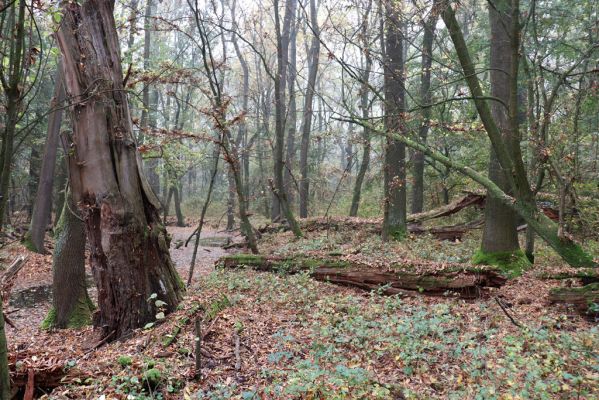 Nové Mlýny, Křivé jezero, 27.10.2019
Lužní les.
Klíčová slova: Přítluky Nové Mlýny Křivé jezero