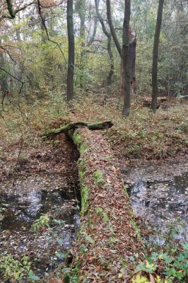 Nové Mlýny, Křivé jezero, 27.10.2019
Lužní les.
Mots-clés: Přítluky Nové Mlýny Křivé jezero