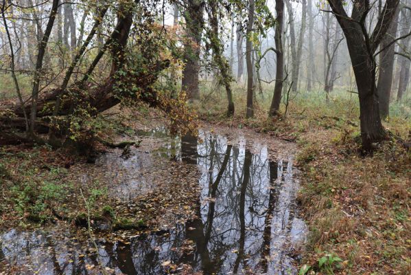 Nové Mlýny, Křivé jezero, 27.10.2019
Lužní les.
Schlüsselwörter: Přítluky Nové Mlýny Křivé jezero