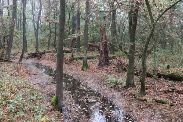 Nové Mlýny, Křivé jezero, 27.10.2019
Lužní les.
Klíčová slova: Přítluky Nové Mlýny Křivé jezero