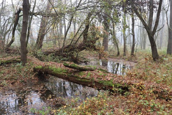 Nové Mlýny, Křivé jezero, 27.10.2019
Lužní les.
Keywords: Přítluky Nové Mlýny Křivé jezero