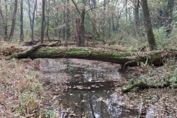 Nové Mlýny, Křivé jezero, 27.10.2019
Lužní les.
Keywords: Přítluky Nové Mlýny Křivé jezero