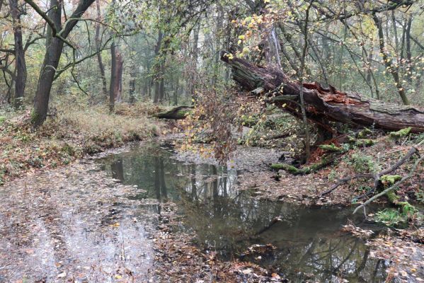 Nové Mlýny, Křivé jezero, 27.10.2019
Lužní les.
Klíčová slova: Přítluky Nové Mlýny Křivé jezero