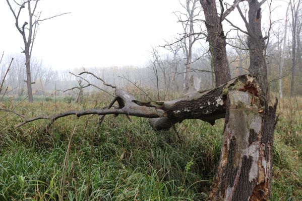 Nové Mlýny, Křivé jezero, 27.10.2019
Lužní les.
Keywords: Přítluky Nové Mlýny Křivé jezero