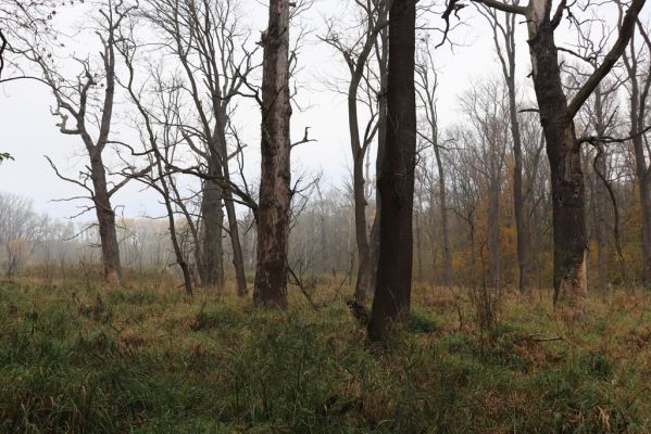 Nové Mlýny, Křivé jezero, 27.10.2019
Lužní les.
Klíčová slova: Přítluky Nové Mlýny Křivé jezero