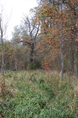 Nové Mlýny, Křivé jezero, 27.10.2019
Lužní les - stará cesta.
Schlüsselwörter: Přítluky Nové Mlýny Křivé jezero