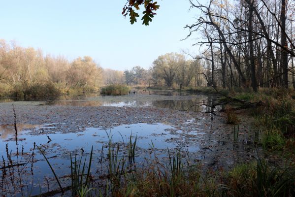 Nové Mlýny, Křivé jezero, 27.10.2019
Křivé jezero.
Mots-clés: Přítluky Nové Mlýny Křivé jezero