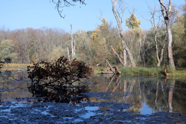 Nové Mlýny, Křivé jezero, 27.10.2019
Křivé jezero.
Keywords: Přítluky Nové Mlýny Křivé jezero