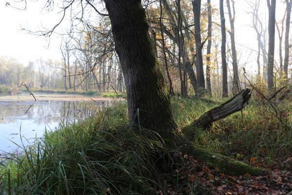 Nové Mlýny, Křivé jezero, 27.10.2019
Křivé jezero.
Klíčová slova: Přítluky Nové Mlýny Křivé jezero