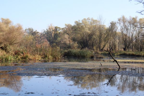 Nové Mlýny, Křivé jezero, 27.10.2019
Křivé jezero.
Mots-clés: Přítluky Nové Mlýny Křivé jezero