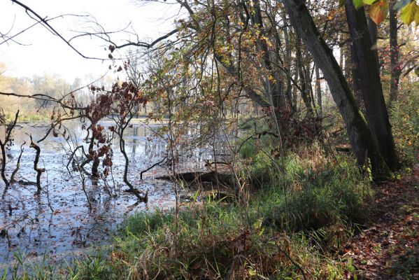 Nové Mlýny, Křivé jezero, 27.10.2019
Křivé jezero.
Keywords: Přítluky Nové Mlýny Křivé jezero