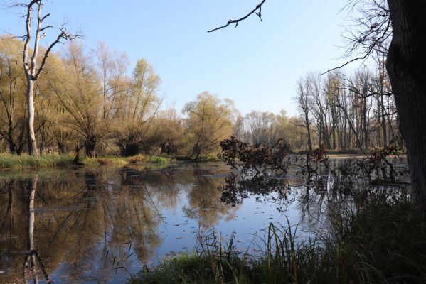 Nové Mlýny, Křivé jezero, 27.10.2019
Křivé jezero.
Klíčová slova: Přítluky Nové Mlýny Křivé jezero